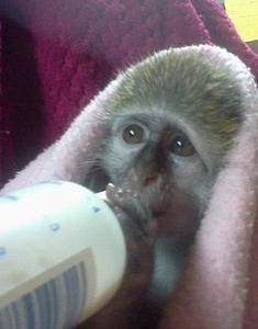 Capuchin Monkey, she is healthy