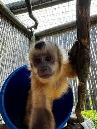 Cute Capuchin monkey looking for a forever home for the future