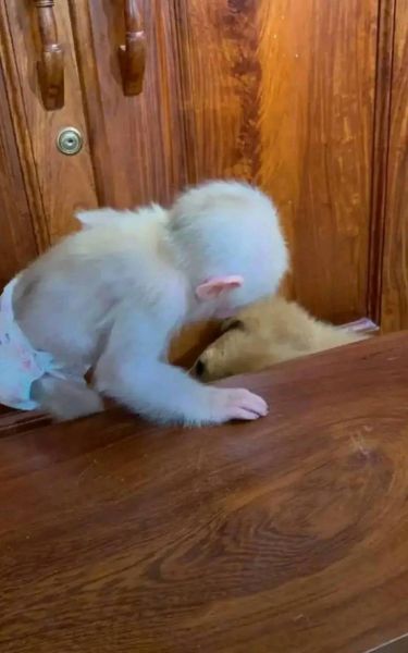 monkeys for adoption