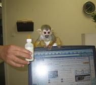 Home trained Baby Capuchin Monkeys for adoption