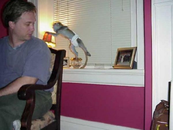 Cute Male/Female Capuchin Monkeys for any pet loving and caring family