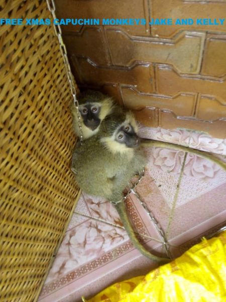 Small, cute and healthy Lovable well trained Capuchin monkeys,