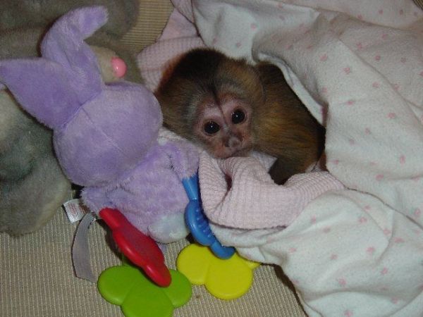 Intelligent Male and Female Capuchin and mamorset monkeys for Adoption
