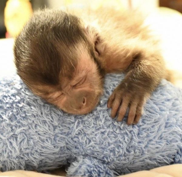 start New Years with a capuchin monkey