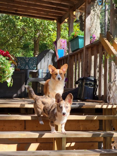 Corgi pups
