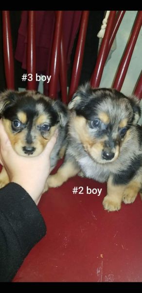 Corgi miniature Aussie puppies