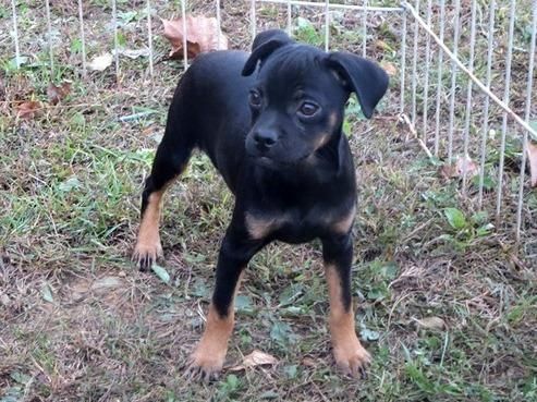 Carlin Pinscher Puppies for Sale