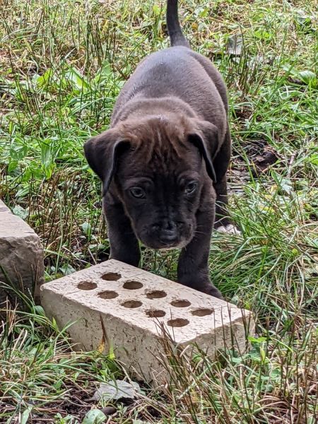 Catahoula leopard mix puppies