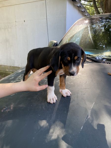 Catahoula leopard puppy