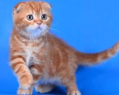 chivalrous Scottish Fold Kittens