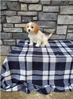 cavachon puppies available
