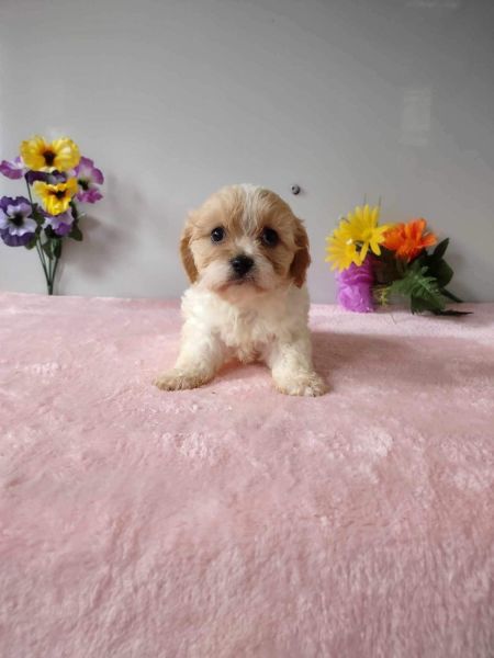 Penny the Cavachon