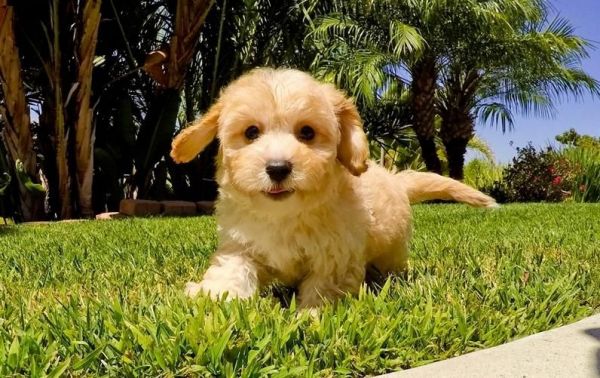 Gentle M/F Cavachon Puppies