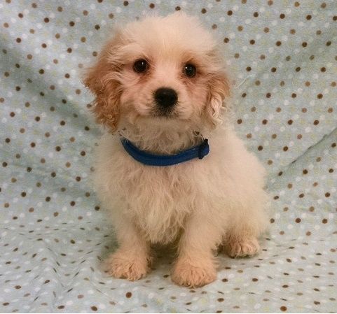 Gorgeous Cavachon Puppies