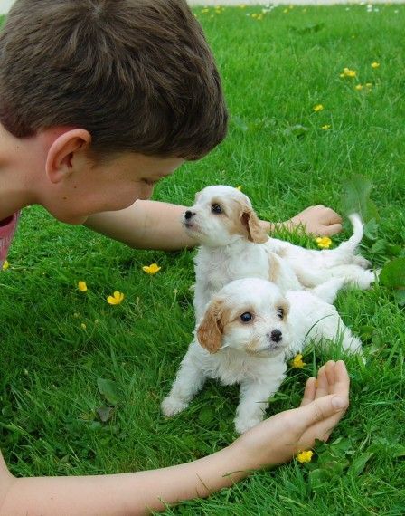 Apricot And White Cavachons