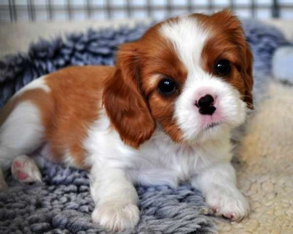 Cavalier King Charles Spaniel Puppies