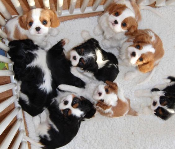 Adorable King Charles Spaniel Puppies