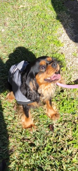 CAVALIER KING CHARLES SPANIEL