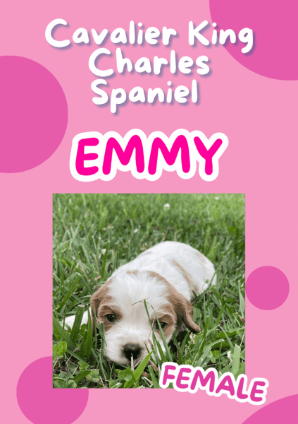 AKC Cavalier King Charles Spaniel Puppies
