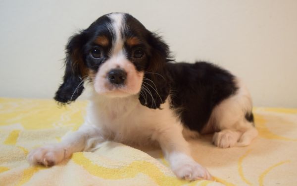 Cavalier King Charles Spaniel Pups