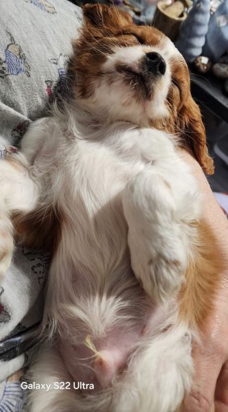 AKC Cavalier King Charles Puppies Available