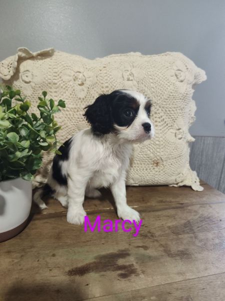 Cavalier charles king spaniel