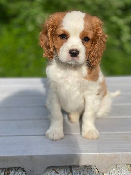 Cavalier King Charles Spaniel Puppy