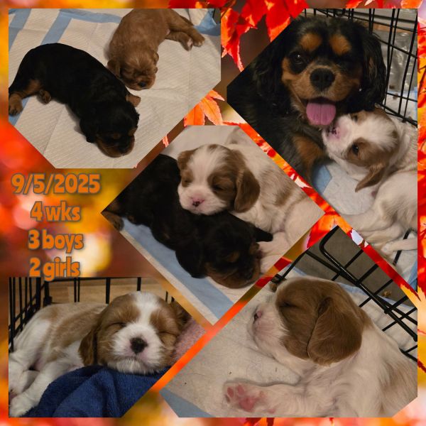 Cavalier King Charles Spaniel puppies