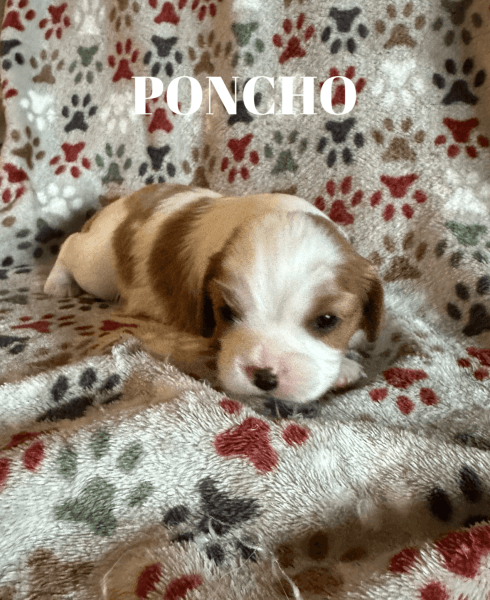 Cavalier King Charles Spaniel