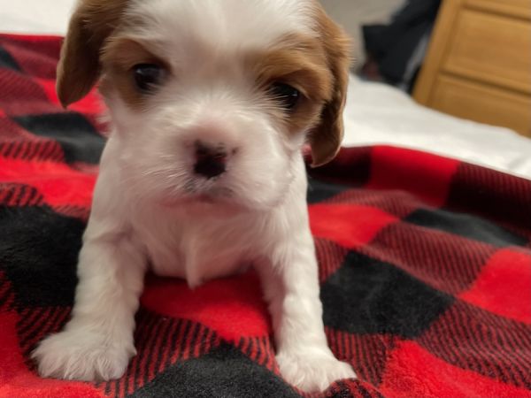 Cavalier Puppy