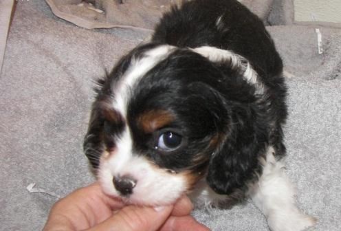 Cavalier King Charles Spaniel Puppies