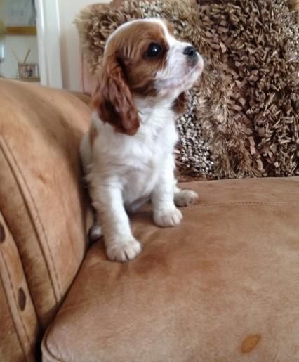 Cavalier King Charles