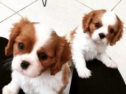 Cavalier King Charles Spaniel Puppies
