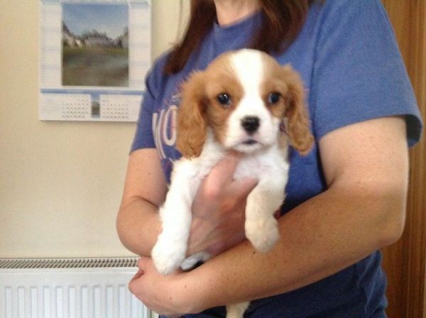 Cavalier King Charles