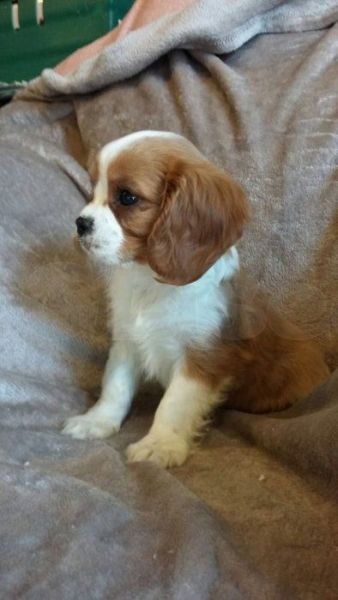 Stunning Cavalier King Charles Spanie Puppies