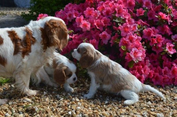 K.C Reg American Cocker Spaniel Puppies. Mum is a black and white KC A