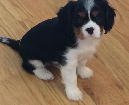 Cavalier King Charles Spaniel Puppies