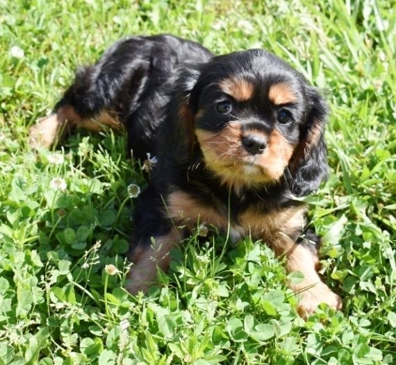 Premium Cavalier King Charles Spaniel Puppies