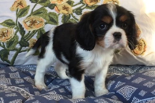 home raise quality cavalier king puppies