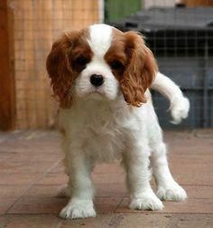 Cavalier King Charles Spaniel TEXT , ***
