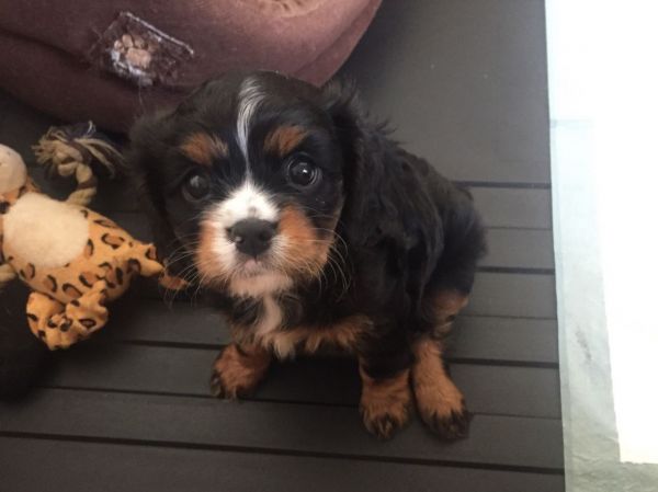 Girl Left!!! tri color Cavalier king Charles