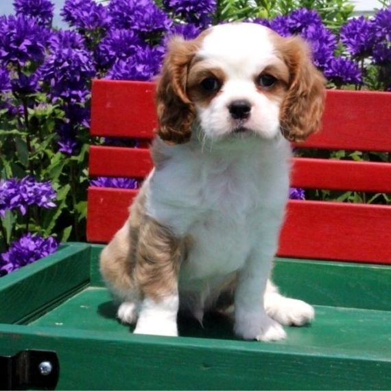 Cavalier King Charles Spaniel puppies For Sale
