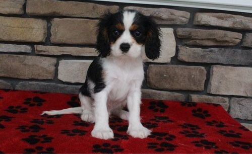 Cute Cavalier King Charles Spaniel Puppies