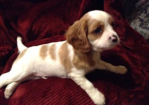 Home raised King Charles Spaniel puppies