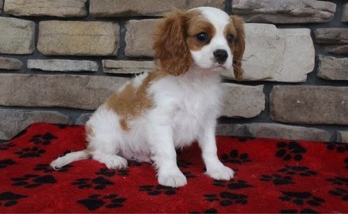 AKC Reg. Cavalier King Charles Spaniel puppies