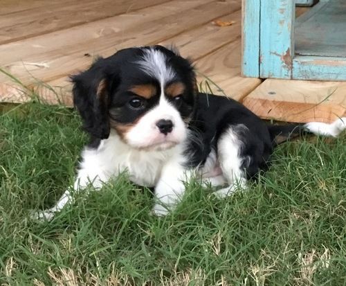 AKC Cavalier King Charles Spaniel puppies.