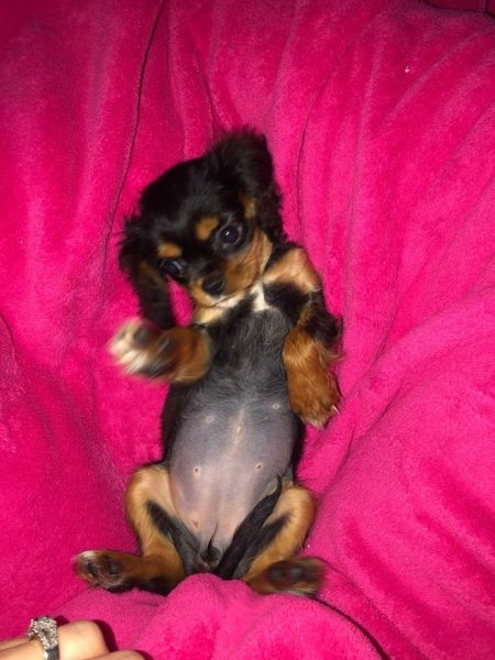 Cavalier King Charles Spaniel Female Puppy
