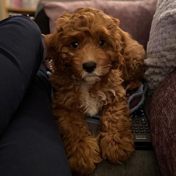 cavapoo pup for home