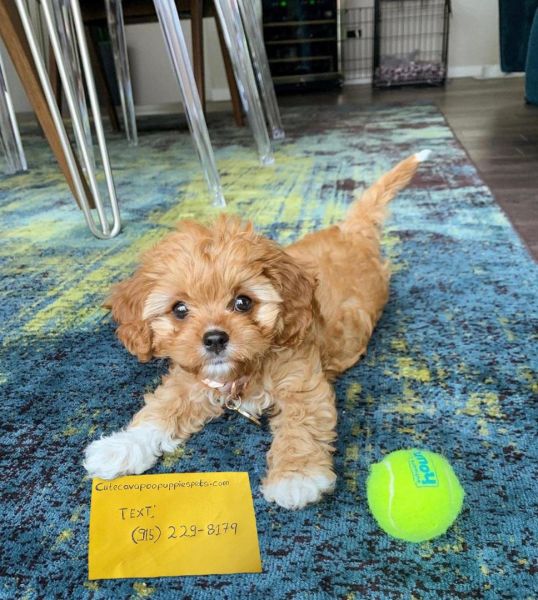 Cavapoo Puppies Available ***