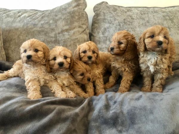 Well Trained Cavapoo Puppies